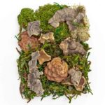Mahovina sa Elementima 30gr. DPZA-036